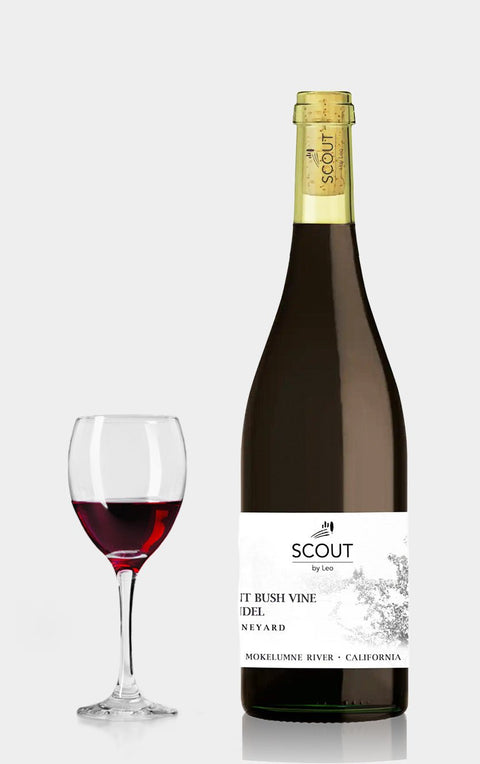 Ancient bush vine Zinfandel Mokelumne River Scout 2023